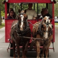 Guests use Horse and wagon to travel through community