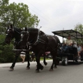Guests use Horse and wagon to travel through community